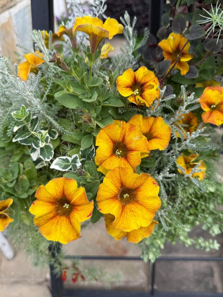 黄色い花とシルバーリーフが植えられた寄せ植えの鉢
