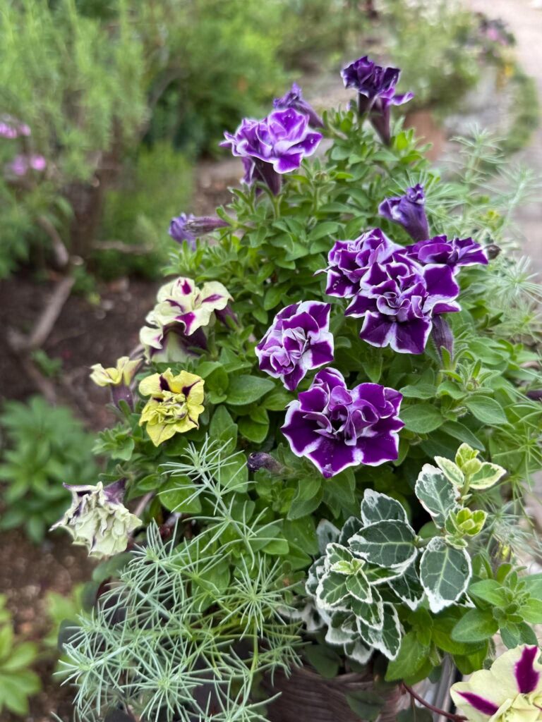 紫の八重咲きの花と斑入りの葉を組み合わせた寄せ植えの鉢