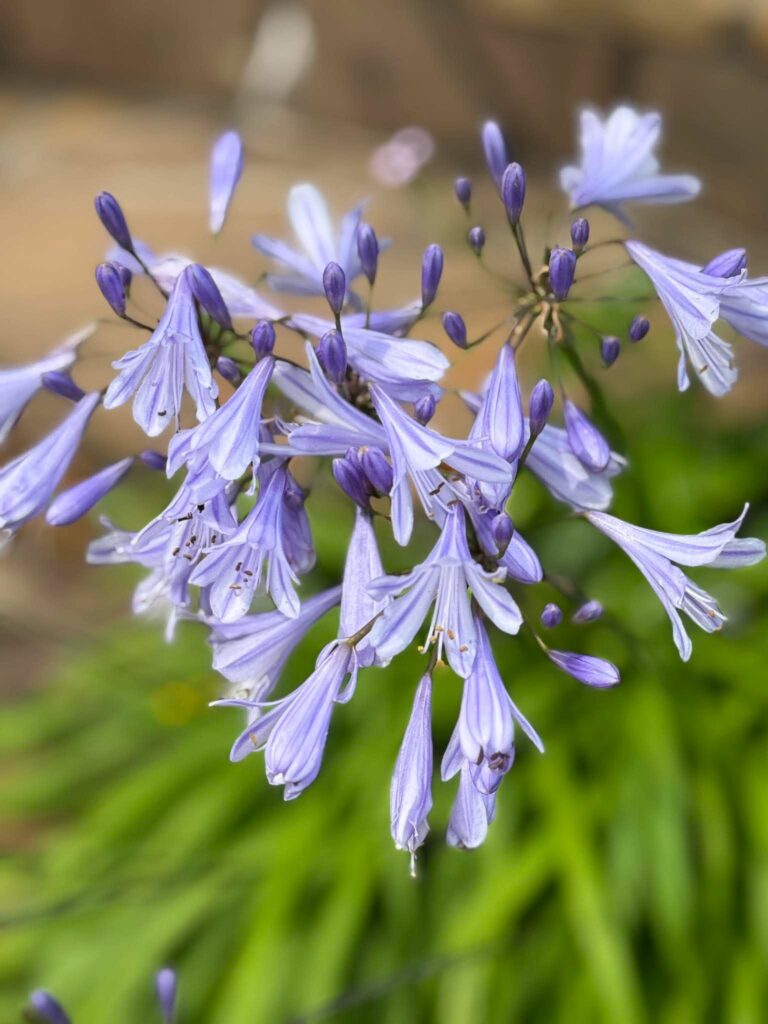 神奈川県厚木市のS Office Gardenで淡い紫色の花を咲かせるアガパンサス