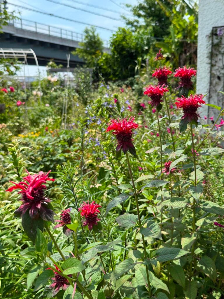 初夏のS Office Gardenで鮮やかな赤い花を咲かせるモナルダ