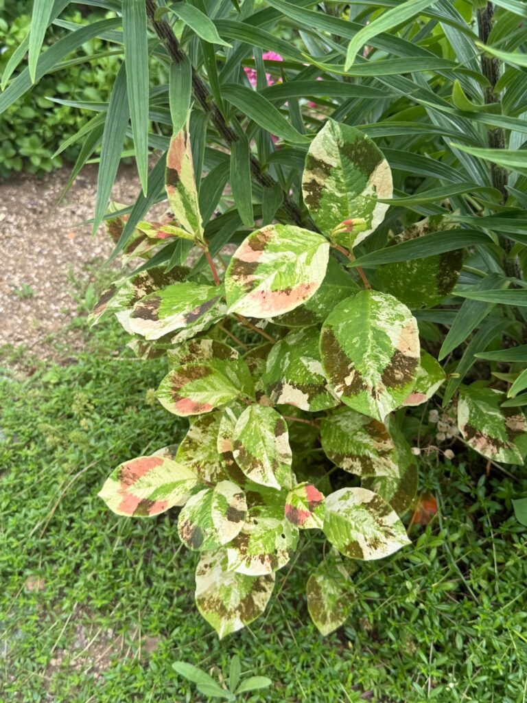 斑入りの葉に白や淡いピンク、緑の色が混ざるカラフルなミズヒキが庭に植えられている様子