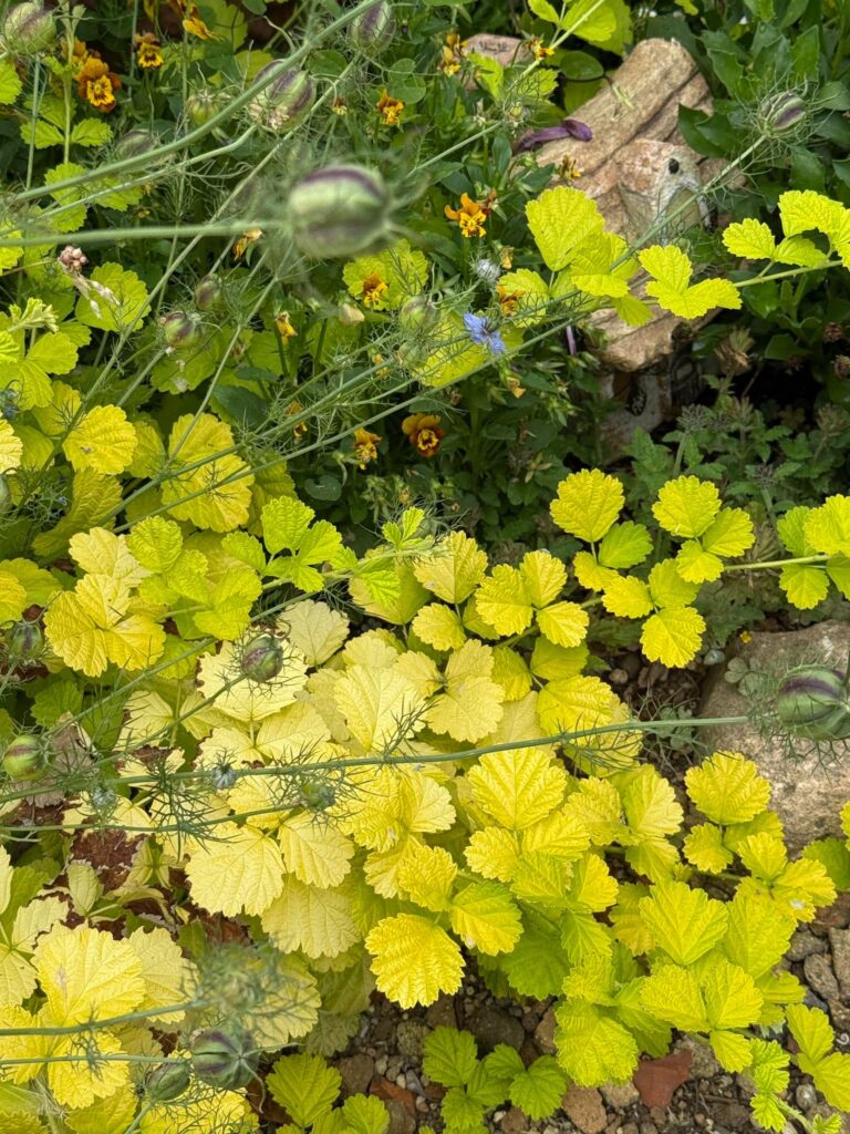 明るい黄緑色の葉を広げるルブスが、小花やつぼみのある植物と重なり合って庭に茂っている様子