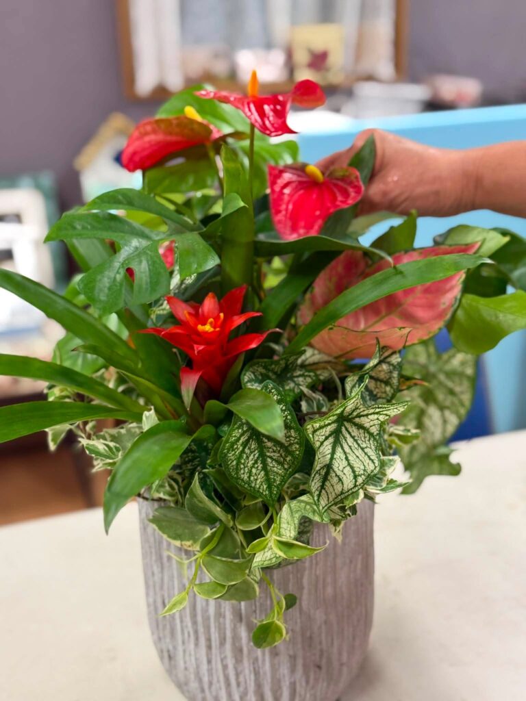 赤いアンスリウムとさまざまな観葉植物を組み合わせた室内向けのギャザリング作品