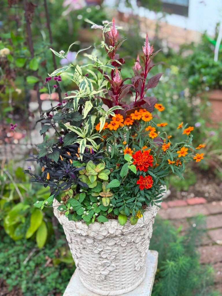 オレンジと赤の花やカラーリーフを立体的に組み合わせた夏の寄せ植え