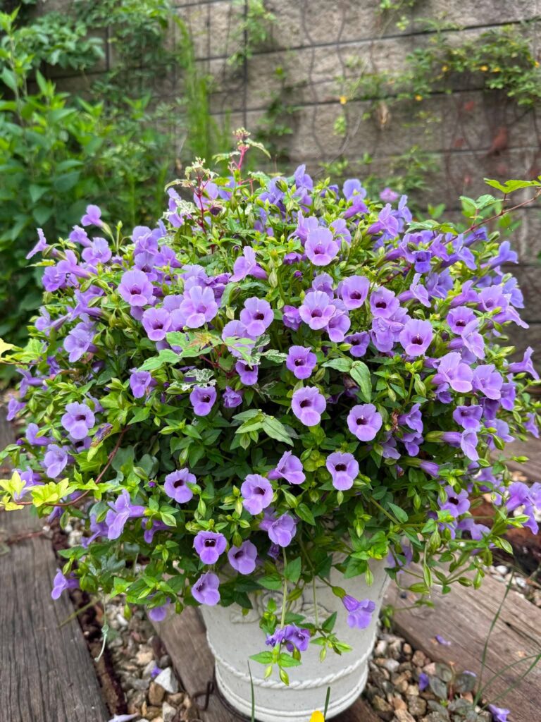紫色の花とグリーンをふんだんに使ったボリュームのある寄せ植えギャザリング
