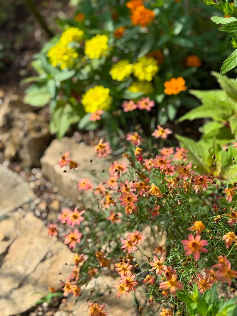 夏の終わりの庭で咲くピンクや黄色、オレンジ色の花々