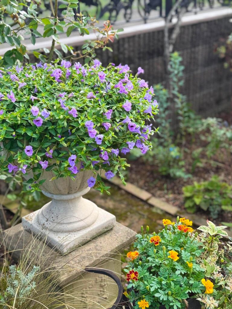 夏の庭で鮮やかな紫色の花を咲かせる鉢植え