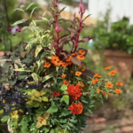 オレンジ色や赤色の花と赤紫の葉、斑入りの植物を組み合わせた華やかな寄せ植え