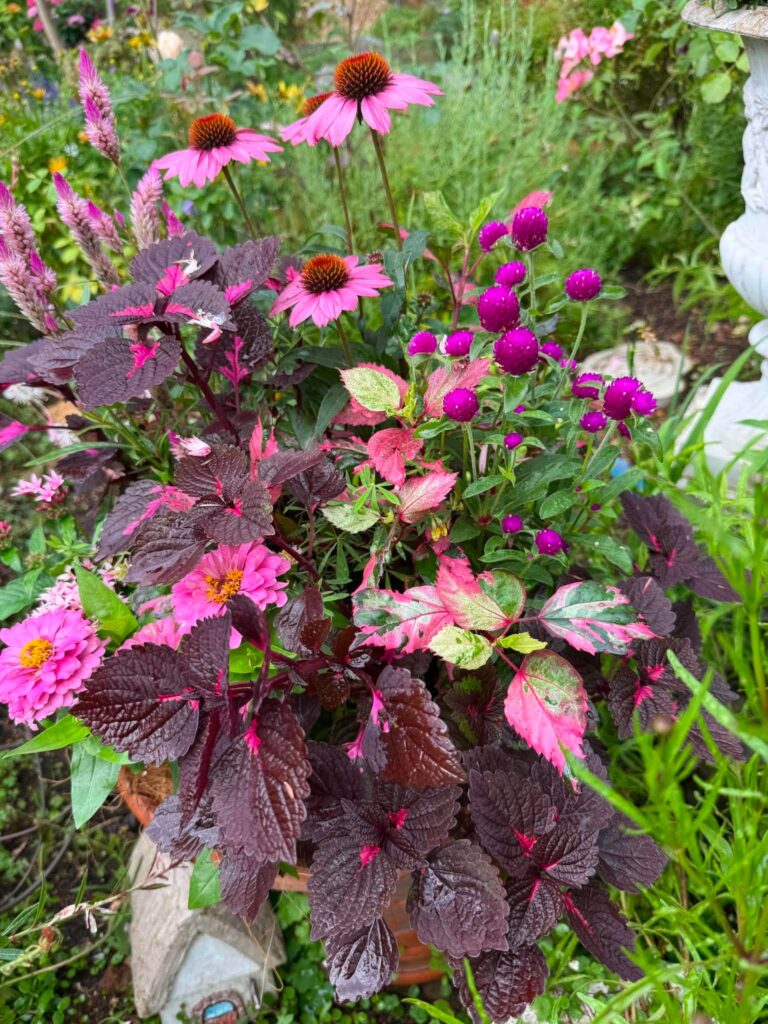 ピンク色の花々と赤紫色の葉、斑入りの葉が華やかに組み合わされた庭の寄せ植え