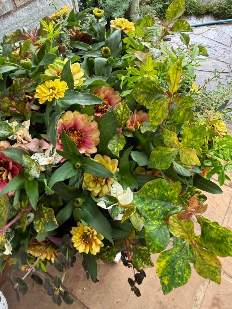 黄色やピンク色の花と、斑入りの緑の葉が寄せ植えされた華やかな花壇