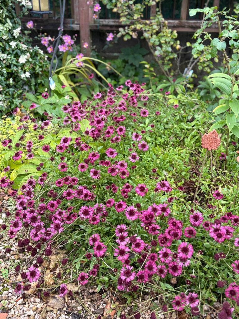 赤紫色の小花が咲き広がり、緑の葉に囲まれた庭の花壇