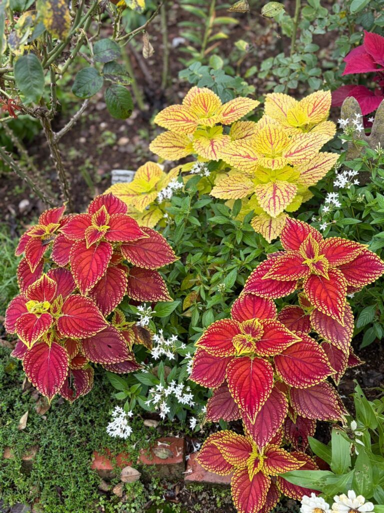 赤や黄色の模様が入ったコリウスの葉と、その間に咲く白い小花
