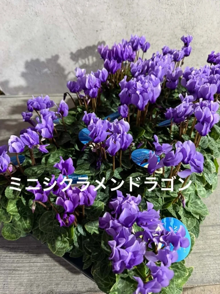 紫色の花を咲かせたミニシクラメン「ドラゴン」