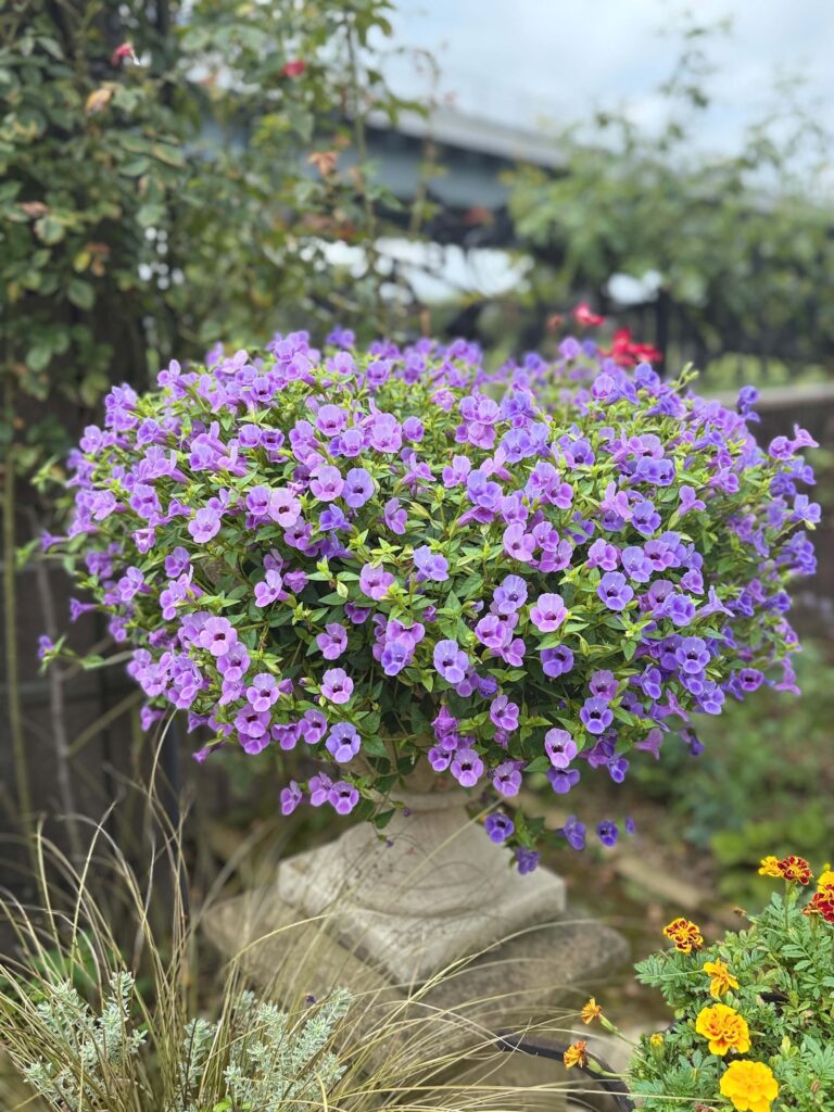 石造りの鉢にこんもりと咲く紫色のビオラのマウント植え
